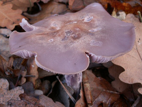 pôvabnica fialová Lepista nuda (Bull.) Cooke