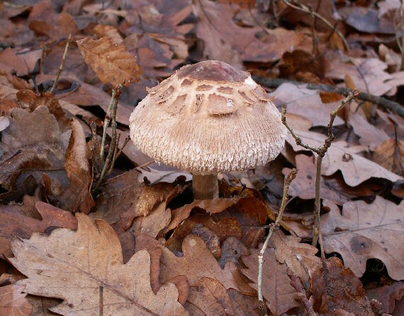 bedľa Macrolepiota sp.