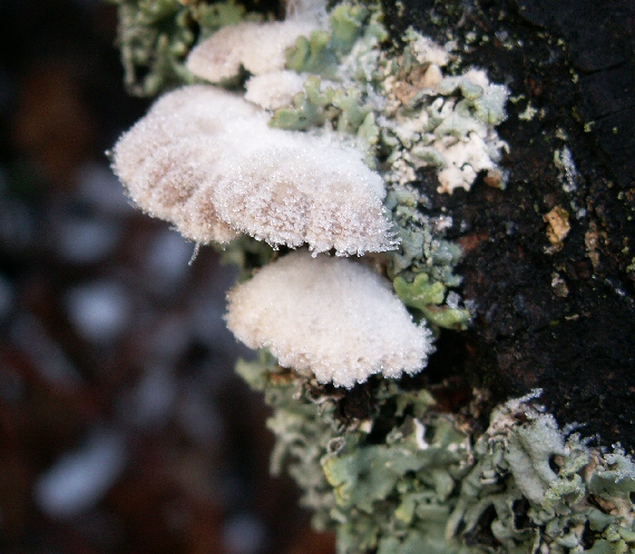 klanolupeňovka obyčajná Schizophyllum commune Fr.