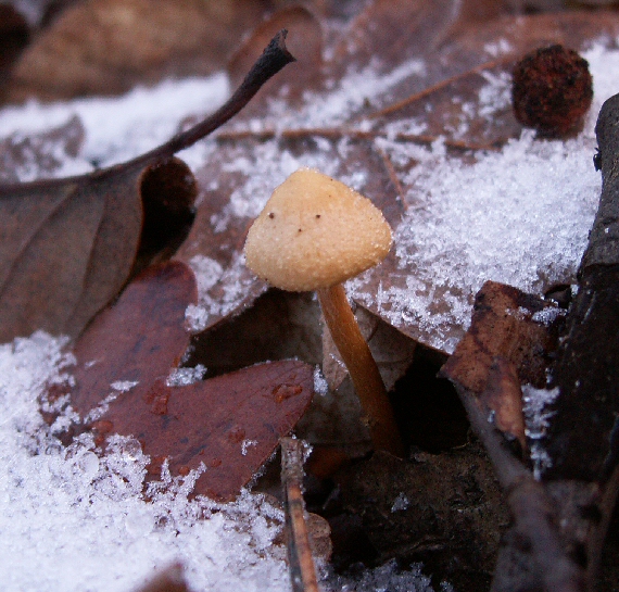 smeťovka zimná Tubaria furfuracea (Pers.) Gillet