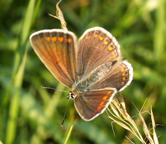 modráčik obyčajný Polyommatus icarus