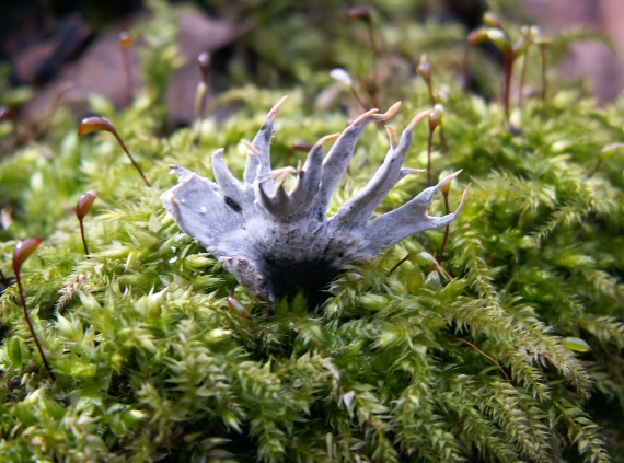 drevnatec parohatý Xylaria hypoxylon (L.) Grev.