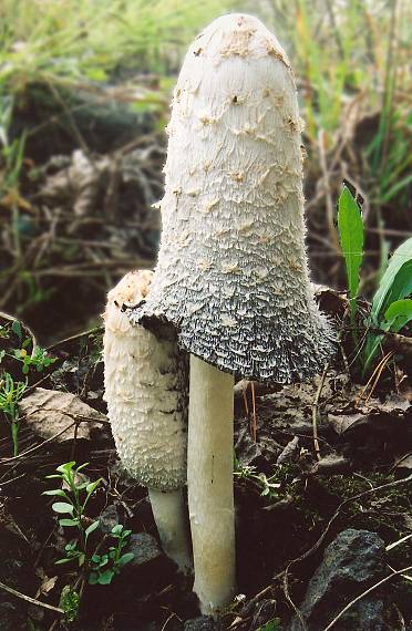 hnojník obyčajný Coprinus comatus (O.F. Müll.) Pers.