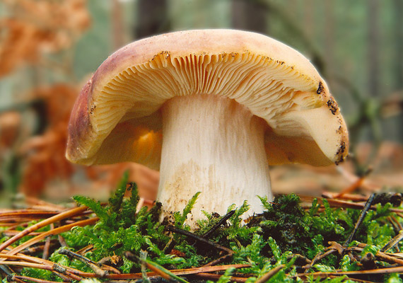 plávka Russula sp.