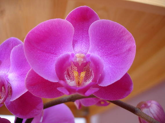 orchidea