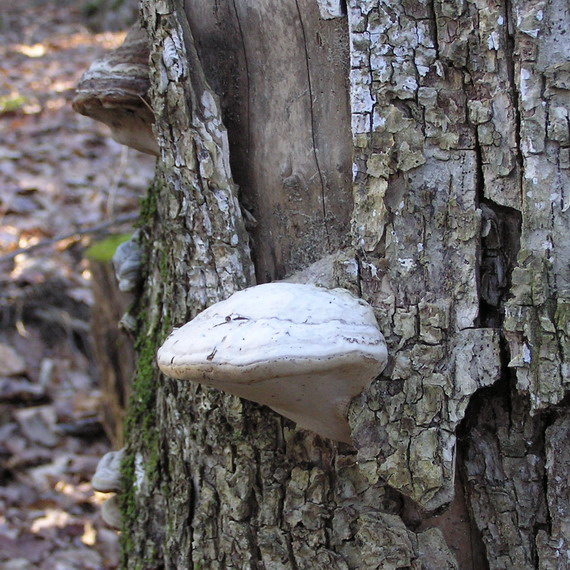 práchnovec kopytovitý Fomes fomentarius (L.) J.J. Kickx