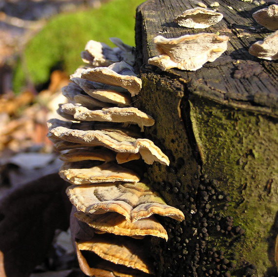 trúdnikovec pestrý Trametes versicolor (L.) Lloyd