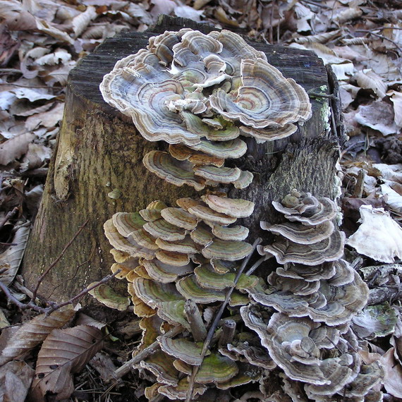 trúdnikovec pestrý Trametes versicolor (L.) Lloyd