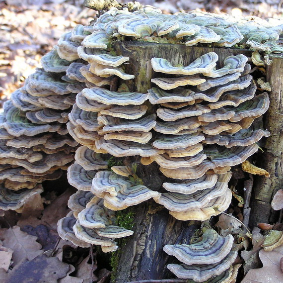 trúdnikovec pestrý Trametes versicolor (L.) Lloyd