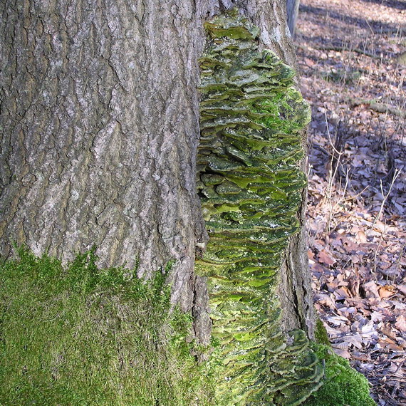 trúdnikovec pestrý Trametes versicolor (L.) Lloyd