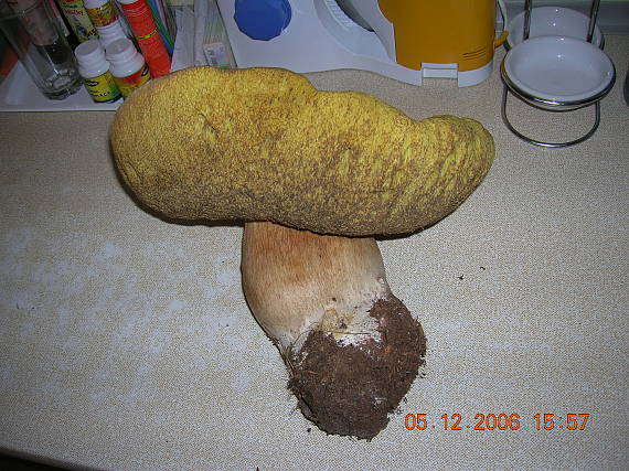 hrib dubovy Boletus reticulatus Schaeff.