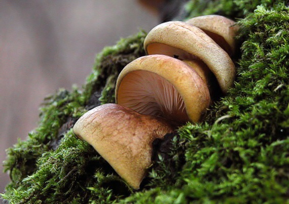 pňovka neskorá Sarcomyxa serotina (Pers.) P. Karst.