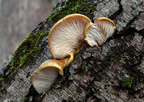 pňovka neskorá Sarcomyxa serotina (Pers.) P. Karst.