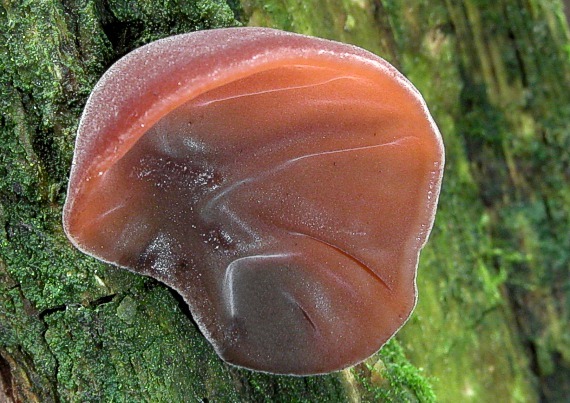 uchovec bazový Auricularia auricula-judae (Bull.) Quél.