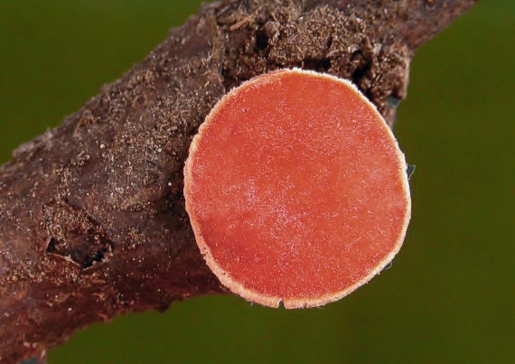 ohnivec šarlátový Sarcoscypha coccinea (Gray) Boud.