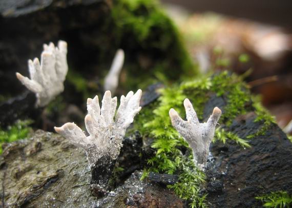 drevnatec parohatý Xylaria hypoxylon (L.) Grev.