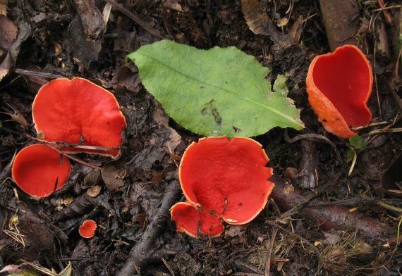 ohnivec šarlátový Sarcoscypha coccinea (Gray) Boud.