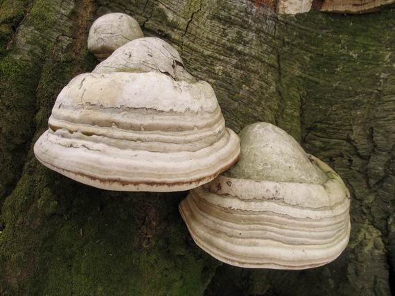 práchnovec kopytovitý Fomes fomentarius (L.) J.J. Kickx