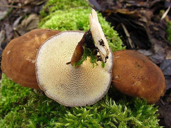 choroš zimní Lentinus brumalis (Pers.) Zmitr.