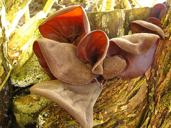 boltcovitka ucho Jidášovo Auricularia auricula-judae (Bull.) Quél.