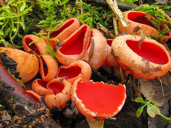 ohnivec šarlatový Sarcoscypha coccinea (Gray) Boud.