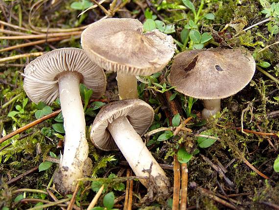 čírovka zemná Tricholoma terreum (Schaeff.) P. Kumm.