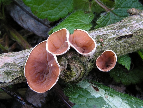 mušlovka plstnatá Schizophyllum amplum (Lév.) Nakasone