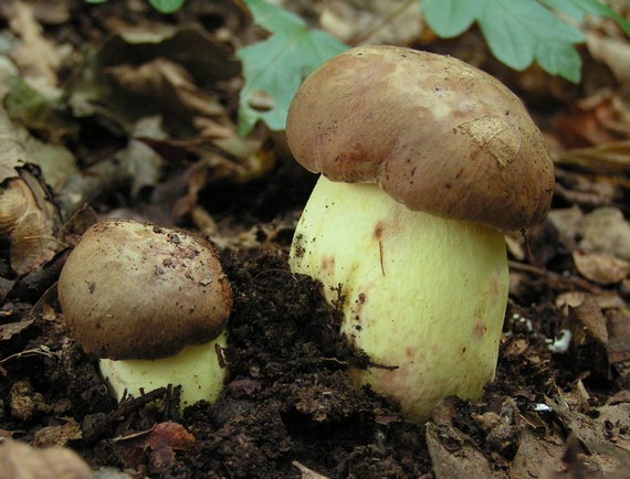 hřib přívěskatý Butyriboletus appendiculatus (Schaeff. ex Fr.) Secr.