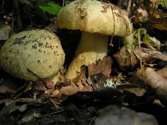 hřib siný Gyroporus cyanescents