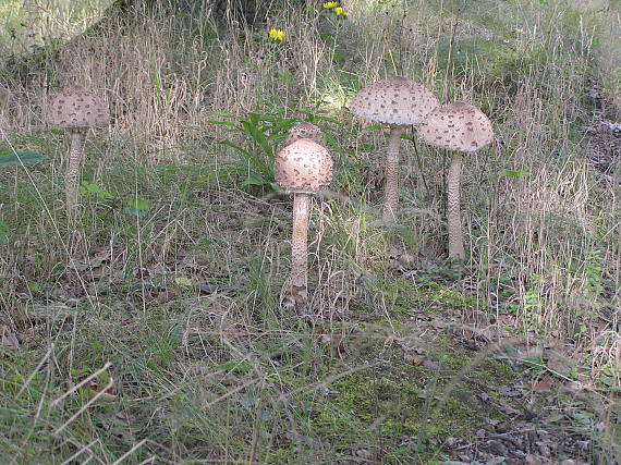 bedľa vysoká Macrolepiota procera (Scop.) Singer