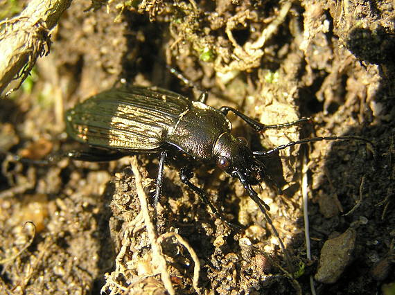 střevlík rodu Carabus