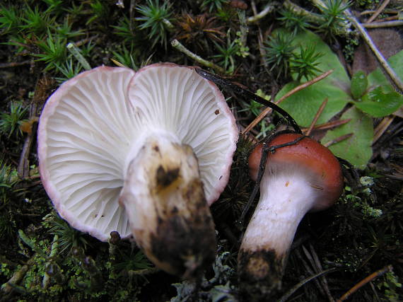 sliziak ružový Gomphidius roseus (Fr.) Oudem.