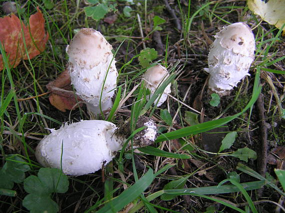 hnojník obyčajný Coprinus comatus (O.F. Müll.) Pers.