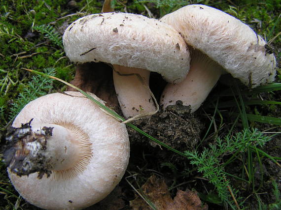 rýdzik chĺpkatý Lactarius pubescens (Fr.) Fr.