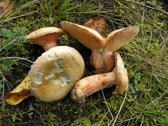 rýdzik pravý Lactarius deliciosus (L.) Gray