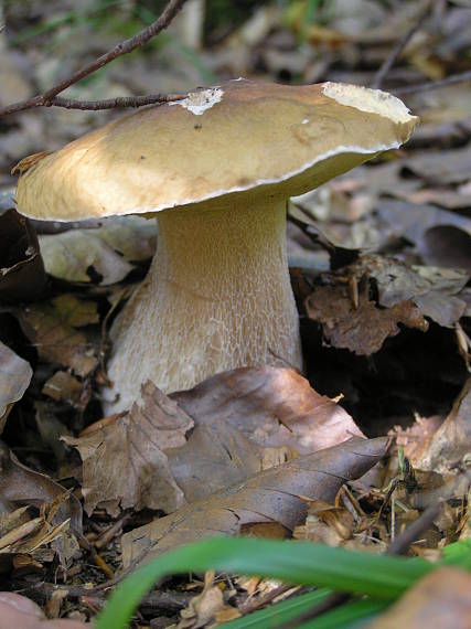 hríb dubový Boletus reticulatus Schaeff.