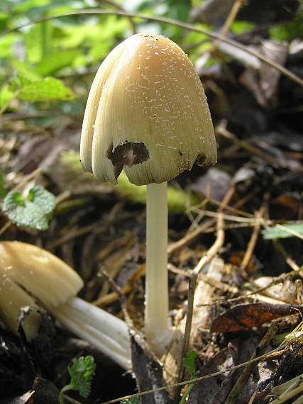 hnojník Coprinus sp.