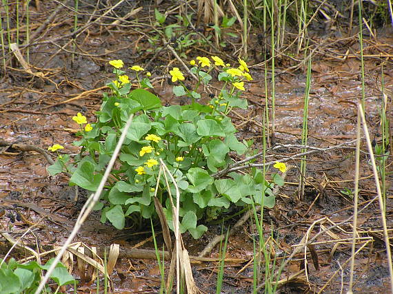 blatouch bahení