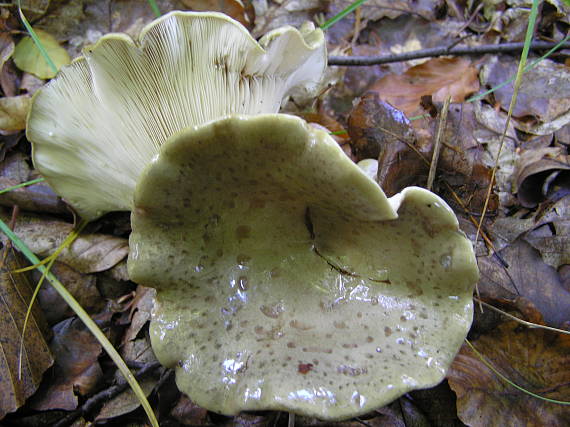 rýdzik sivozelený Lactarius blennius (Fr.) Fr.