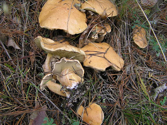 masliak kravský Suillus bovinus (Pers.) Roussel