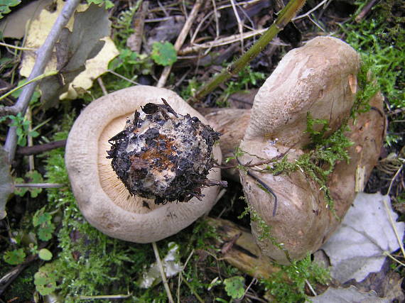 čechračka jelšová Paxillus rubicundulus  P.D. Orton