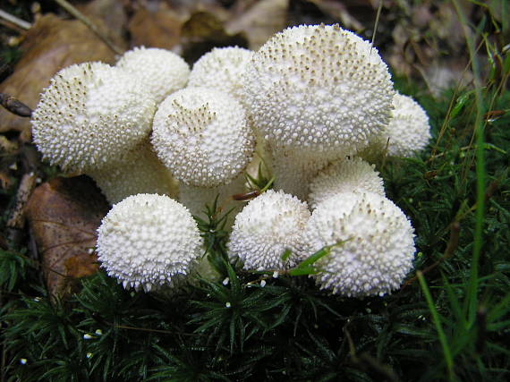 prášnica bradavičnatá Lycoperdon perlatum Pers.