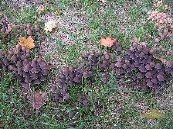 hnojníky Coprinus sp.