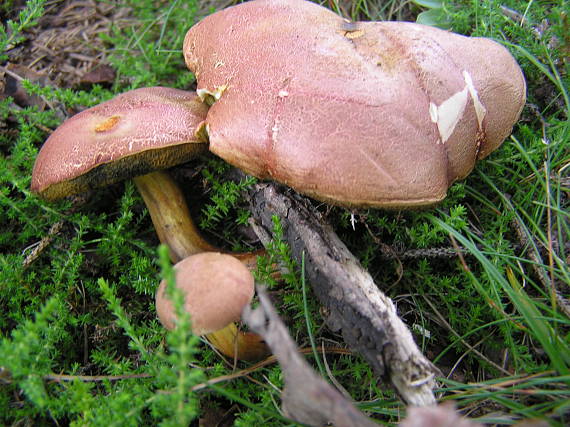 suchohríb karmínový Hortiboletus rubellus (Krombh.) Simonini, Vizzini & Gelardi