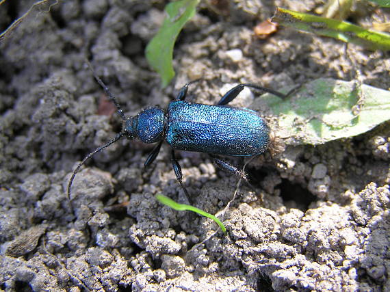 agaphantia violacea