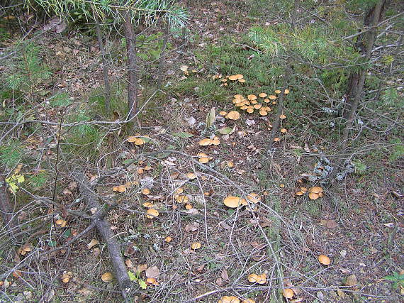 masliak kravský Suillus bovinus (Pers.) Roussel