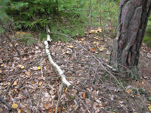 masliak kravský Suillus bovinus (Pers.) Roussel