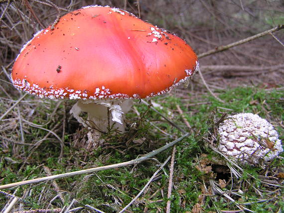 muchotrávka červená Amanita muscaria (L.) Lam.