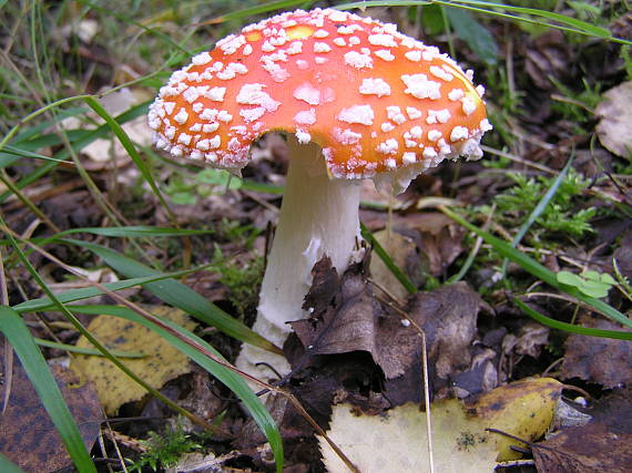 muchotrávka červená Amanita muscaria (L.) Lam.