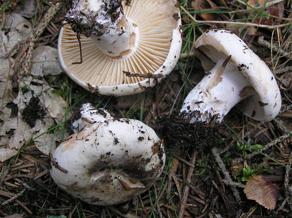 ryzec černající Lactarius sp.